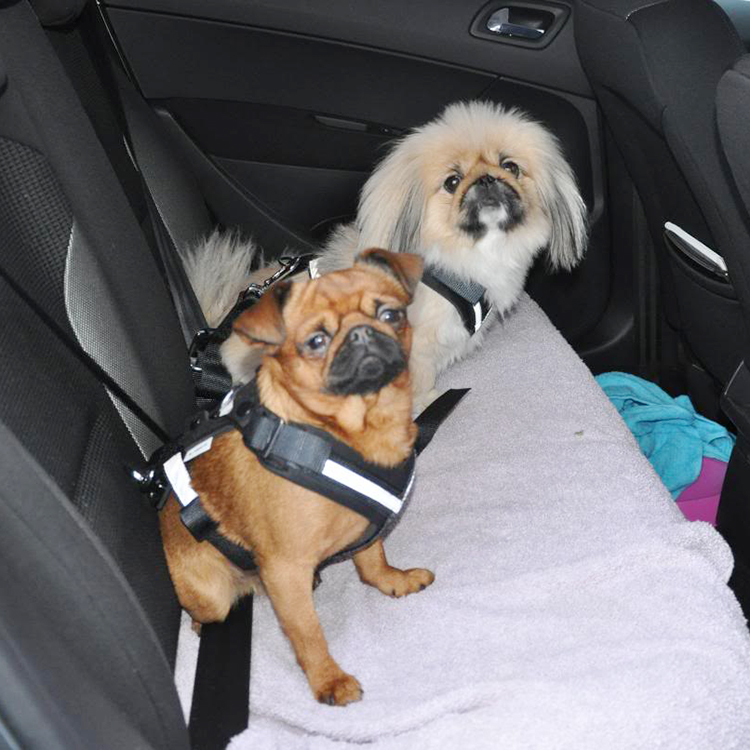 Bilbeltesele til hunden