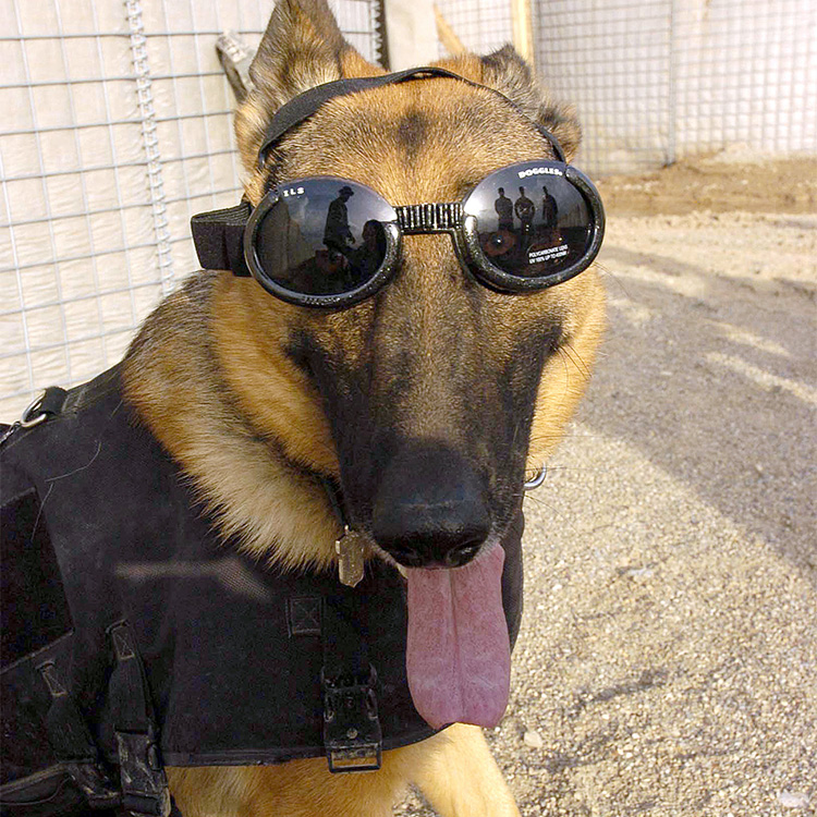 Solbriller for hunder, Doggles