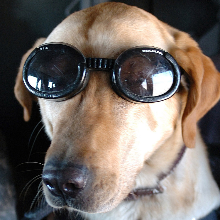 Solbriller for hunder, Doggles