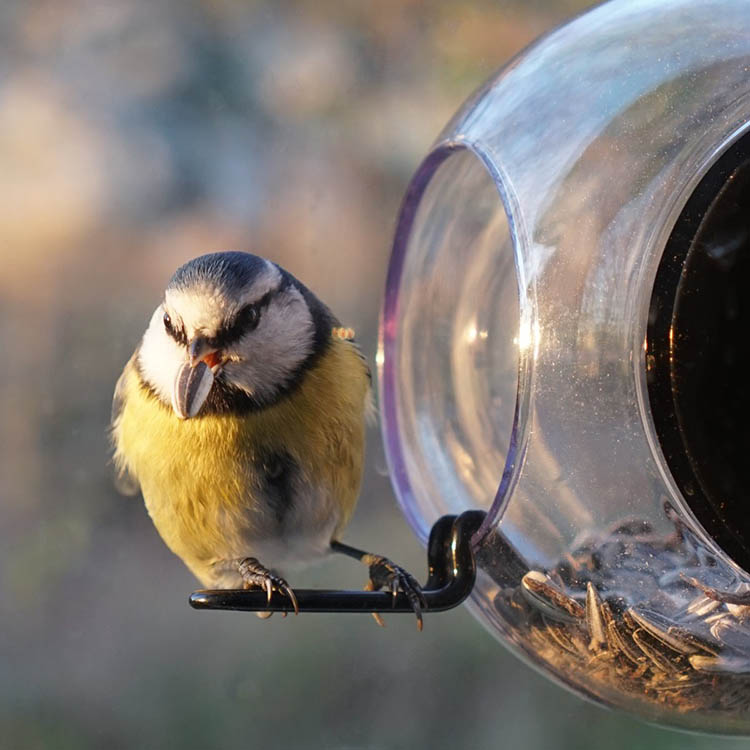 Rund fuglemater til vindu