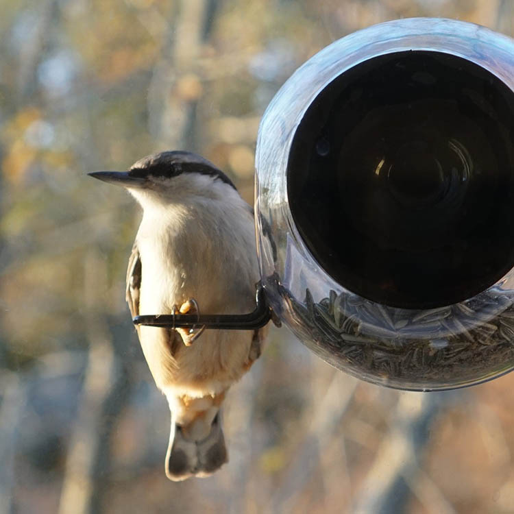 Rund fuglemater til vindu